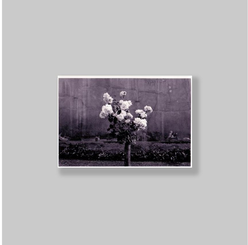 Hustinx, Damien (LuikLttich/Lige, 1954). - Roses (photograph)